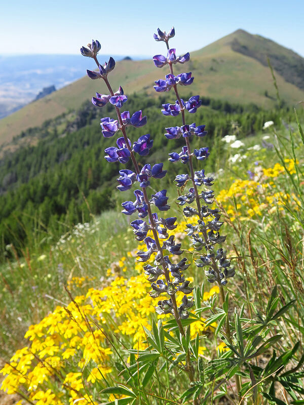spurred lupine & Oregon sunshine (Lupinus arbustus, Eriophyllum lanatum) [Fields Peak Trail, Malheur National Forest, Grant County, Oregon]