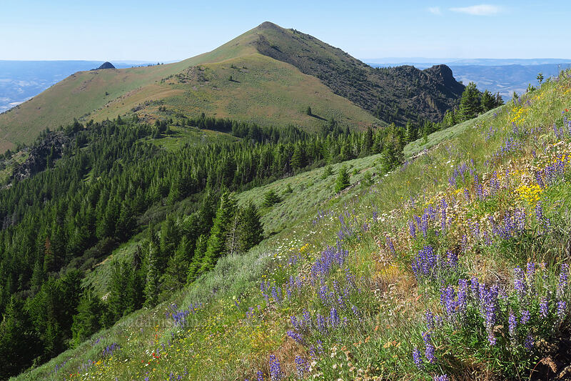 Peak 7264 & wildflowers [Fields Peak Trail, Malheur National Forest, Grant County, Oregon]