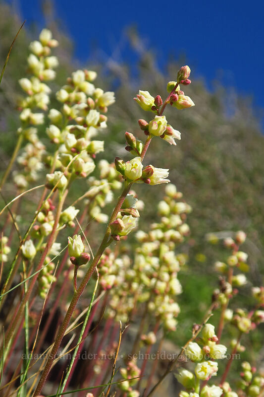 alumroot (Heuchera cylindrica) [Fields Peak Trail, Malheur National Forest, Grant County, Oregon]