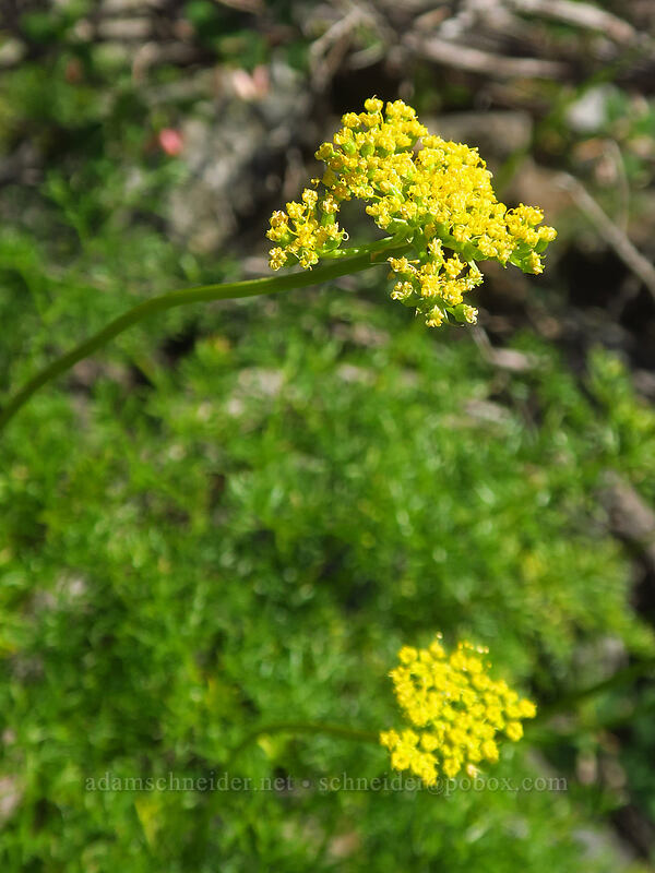 montane spring parsley (Cymopterus terebinthinus var. foeniculaceus (Cymopterus foeniculaceus)) [Fields Peak Trail, Malheur National Forest, Grant County, Oregon]