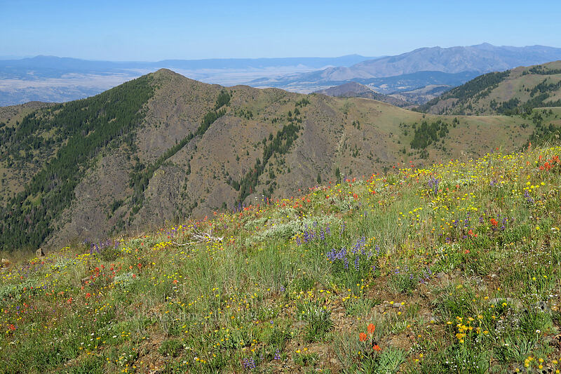 Moon Mountain & wildflowers [Fields Peak Trail, Malheur National Forest, Grant County, Oregon]