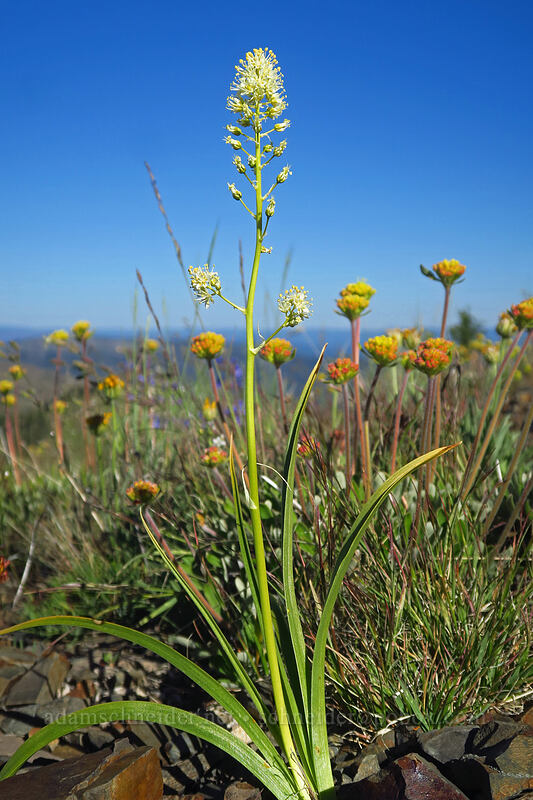 panicled death-camas (Toxicoscordion paniculatum (Zigadenus paniculatus)) [Fields Peak Trail, Malheur National Forest, Grant County, Oregon]