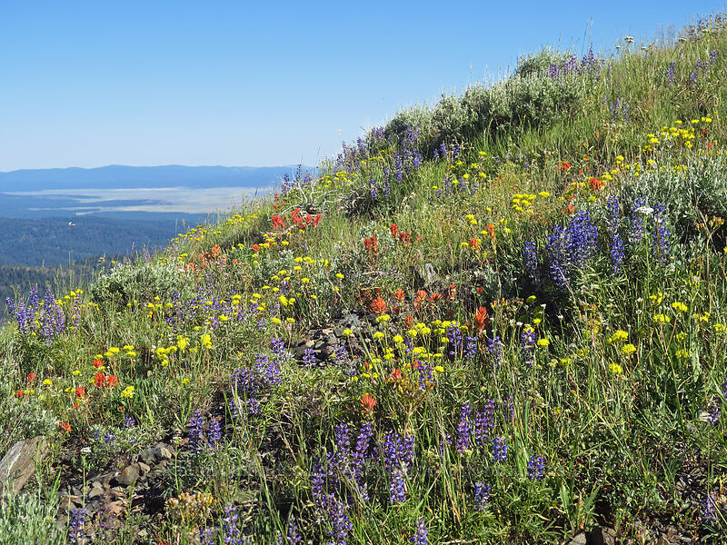 wildflowers [Fields Peak, Malheur National Forest, Grant County, Oregon]