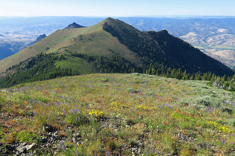 Peak 7264 & wildflowers [Fields Peak, Malheur National Forest, Grant County, Oregon]