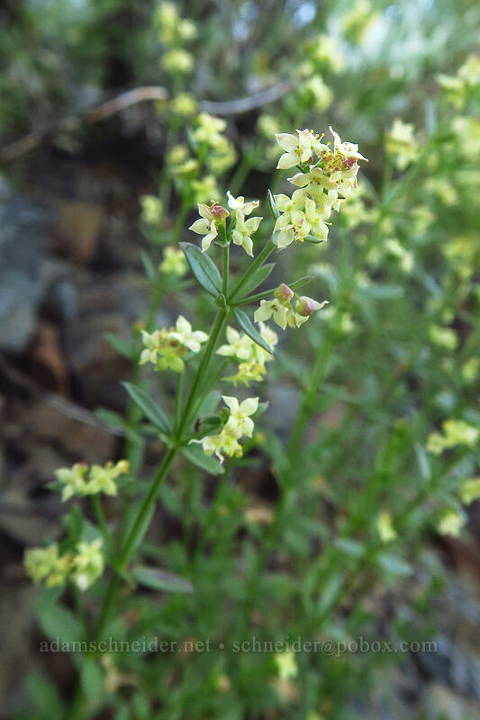intermountain bedstraw (Galium serpenticum (Galium multiflorum)) [Riley Creek Trail, Malheur National Forest, Grant County, Oregon]