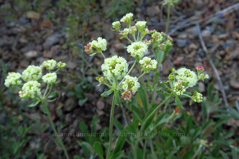 parsnip-flower buckwheat (Eriogonum heracleoides) [Riley Creek Trail, Malheur National Forest, Grant County, Oregon]