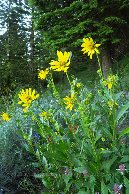 Douglas' sunflowers (Helianthella uniflora var. douglasii) [Riley Creek Trail, Malheur National Forest, Grant County, Oregon]