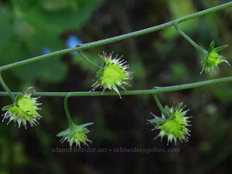 stickseed seeds (Hackelia micrantha (Hackelia jessicae)) [Riley Creek Trail, Malheur National Forest, Grant County, Oregon]