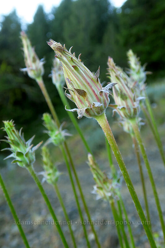 large-flower agoseris, going to seed (Agoseris grandiflora) [Fields Peak Trail, Malheur National Forest, Grant County, Oregon]