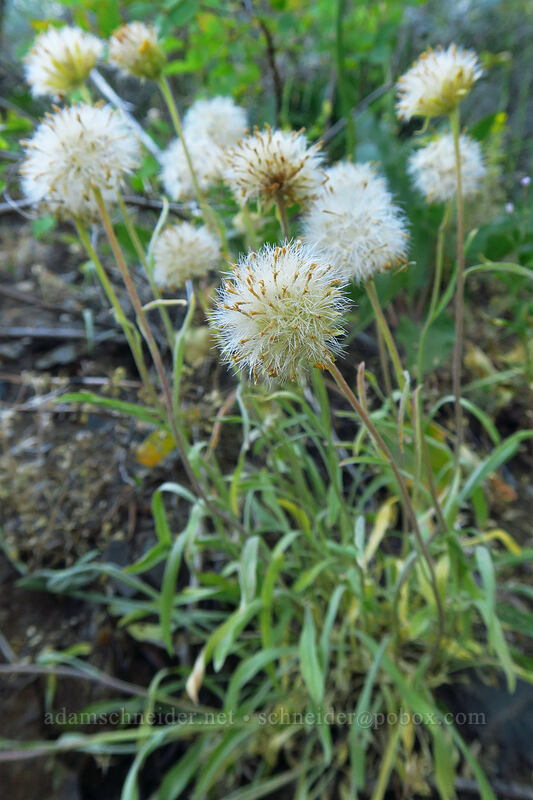 woolly goldenweed, gone to seed (Stenotus lanuginosus (Haplopappus lanuginosus)) [Fields Peak Trail, Malheur National Forest, Grant County, Oregon]