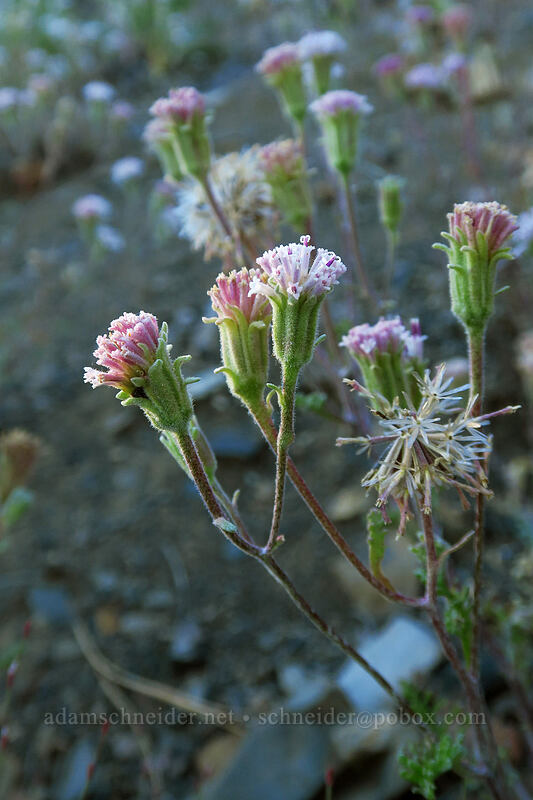Douglas' pincushion (Chaenactis douglasii) [Fields Peak Trail, Malheur National Forest, Grant County, Oregon]