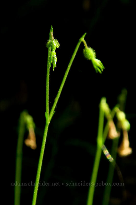 twinflower, going to seed (Linnaea borealis) [Putvin Trail, Olympic National Forest, Mason County, Washington]