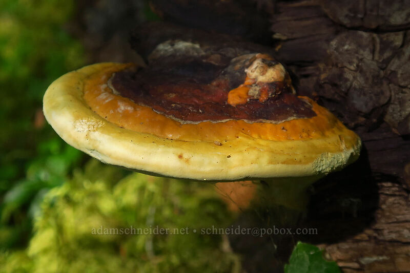 bracket fungus [Putvin Trail, Olympic National Forest, Mason County, Washington]