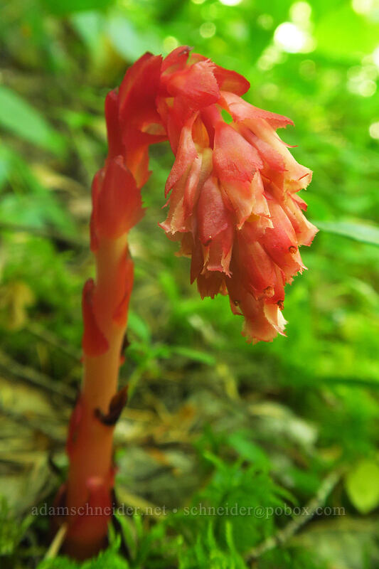 pinesap (Monotropa hypopitys) [Putvin Trail, Olympic National Forest, Mason County, Washington]