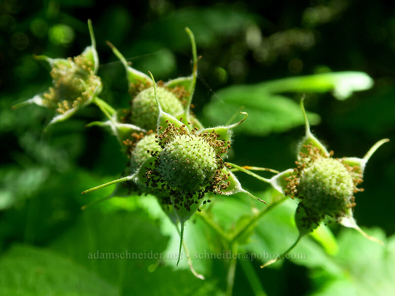 unripe thimbleberries (Rubus parviflorus) [Putvin Trail, Mount Skokomish Wilderness, Mason County, Washington]