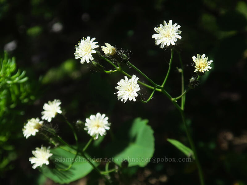 white hawkweed (Hieracium albiflorum) [Putvin Trail, Mount Skokomish Wilderness, Mason County, Washington]