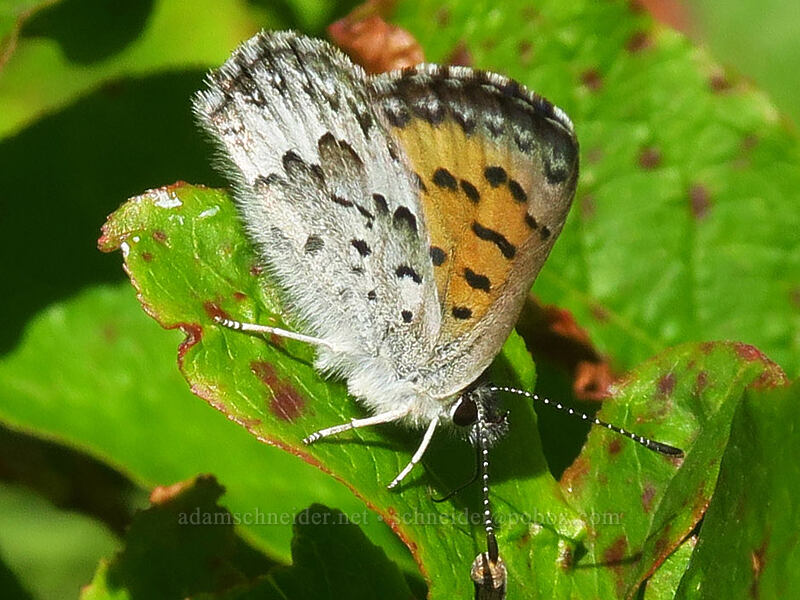 mariposa copper butterfly (Lycaena mariposa (Tharsalea mariposa)) [Putvin Trail, Mount Skokomish Wilderness, Mason County, Washington]