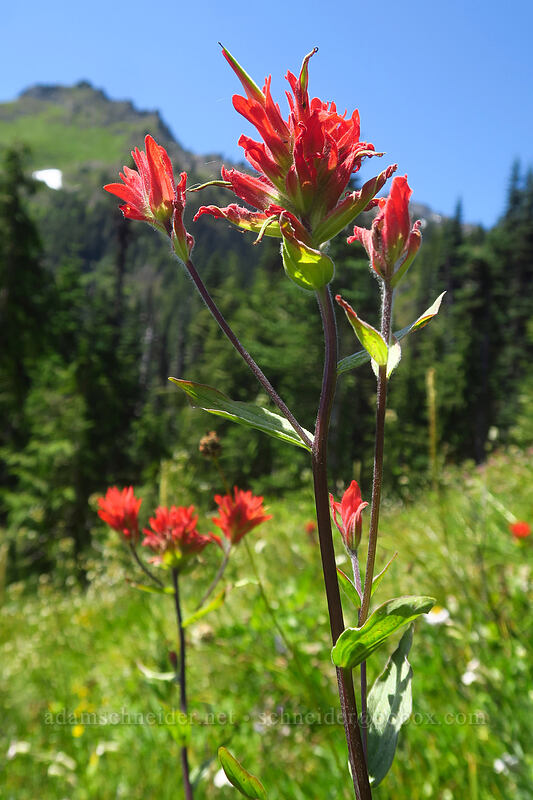 scarlet paintbrush (Castilleja miniata) [Putvin Trail, Mount Skokomish Wilderness, Mason County, Washington]