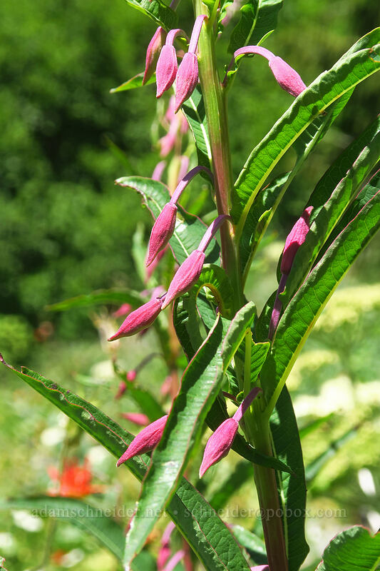 fireweed, budding (Chamerion angustifolium (Chamaenerion angustifolium) (Epilobium angustifolium)) [Putvin Trail, Mount Skokomish Wilderness, Mason County, Washington]