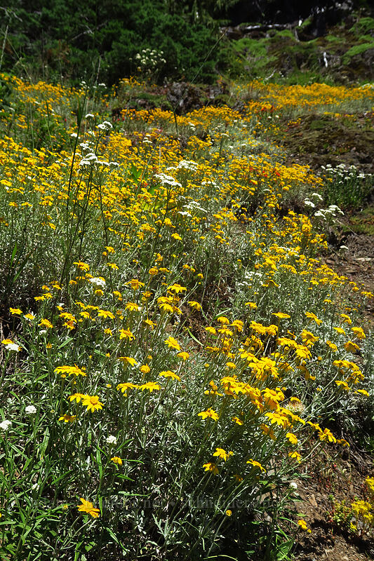 Oregon sunshine (Eriophyllum lanatum) [Putvin Trail, Mount Skokomish Wilderness, Mason County, Washington]