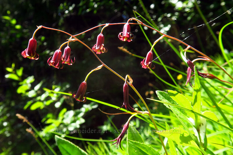 western featherbells (bronze bells) (Anticlea occidentalis (Stenanthium occidentale)) [Putvin Trail, Mount Skokomish Wilderness, Mason County, Washington]
