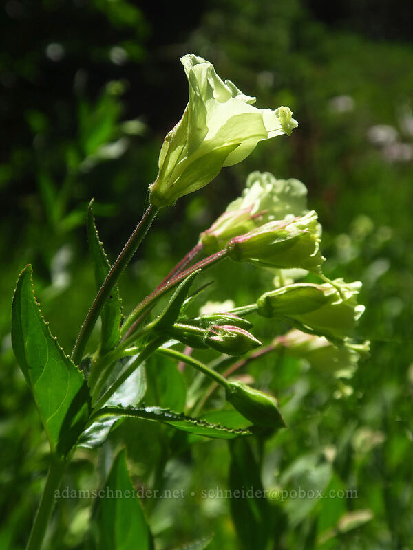 yellow willow-herb (Epilobium luteum) [Putvin Trail, Mount Skokomish Wilderness, Mason County, Washington]