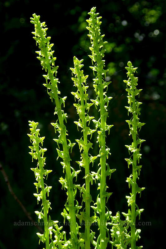 slender bog orchid (Platanthera stricta (Habenaria saccata)) [Putvin Trail, Mount Skokomish Wilderness, Mason County, Washington]