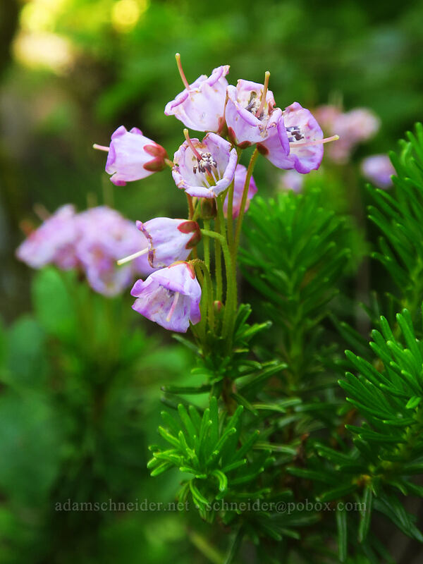 pink mountain heather (Phyllodoce empetriformis) [Putvin Trail, Mount Skokomish Wilderness, Mason County, Washington]