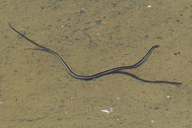 swimming garter snake (Thamnophis sirtalis) [Putvin Trail, Olympic National Park, Mason County, Washington]