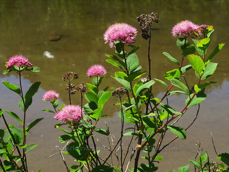 subalpine spirea (Spiraea splendens (Spiraea densiflora)) [Putvin Trail, Olympic National Park, Mason County, Washington]
