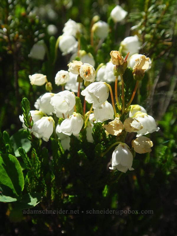 white mountain heather (Cassiope mertensiana) [Putvin Trail, Olympic National Park, Mason County, Washington]