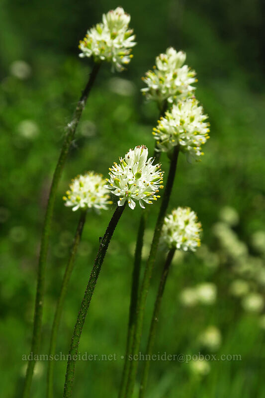 western false asphodel (Triantha occidentalis ssp. brevistyla (Tofieldia glutinosa var. brevistyla)) [Putvin Trail, Olympic National Park, Mason County, Washington]