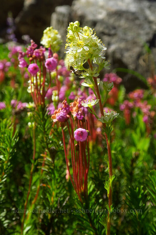 partridgefoot & pink mountain heather (Luetkea pectinata, Phyllodoce empetriformis) [Putvin Trail, Olympic National Park, Mason County, Washington]