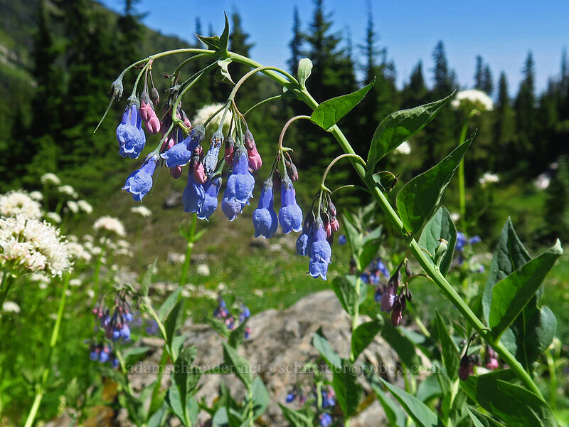 tall bluebells (Mertensia paniculata) [Putvin Trail, Olympic National Park, Mason County, Washington]