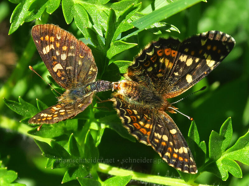 field crescent butterflies, mating (Phyciodes pulchella) [Putvin Trail, Olympic National Park, Mason County, Washington]