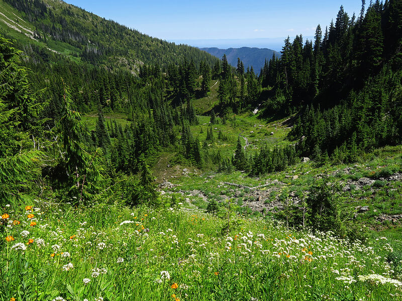 subalpine meadow [Putvin Trail, Olympic National Park, Mason County, Washington]