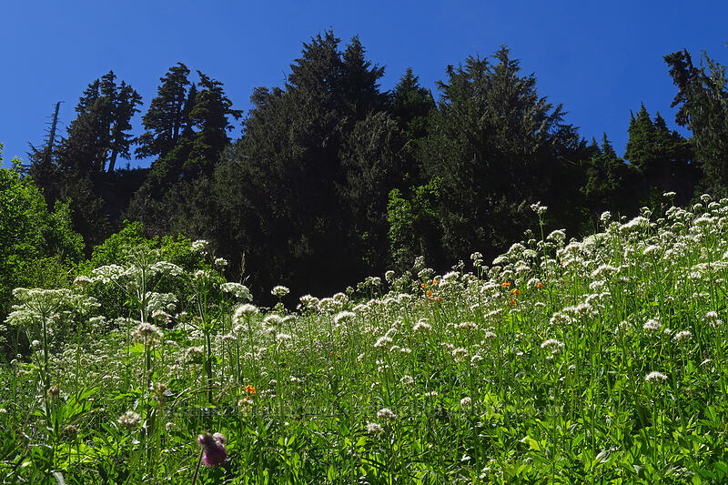 cow parsnip & valerian (Heracleum maximum, Valeriana sitchensis) [Putvin Trail, Olympic National Park, Mason County, Washington]