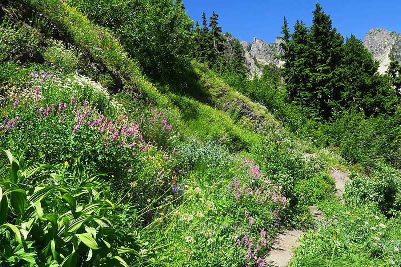 wildflowers [Putvin Trail, Olympic National Park, Mason County, Washington]