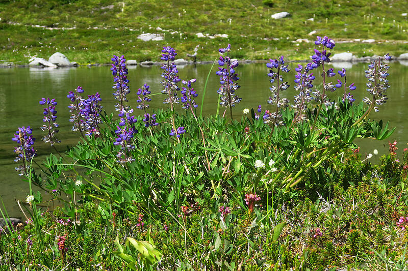 lupines (Lupinus latifolius) [Putvin Trail, Olympic National Park, Mason County, Washington]