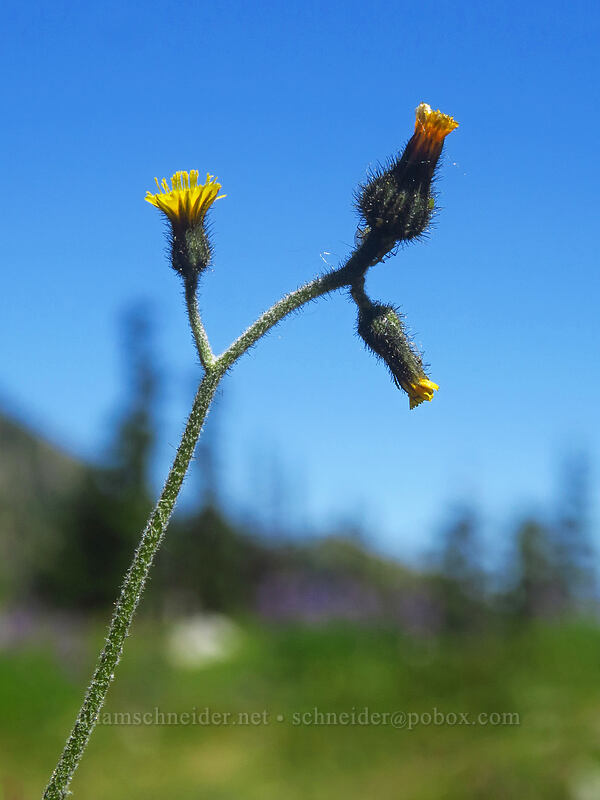 slender hawkweed (Hieracium gracile (Hieracium triste)) [Putvin Trail, Olympic National Park, Mason County, Washington]