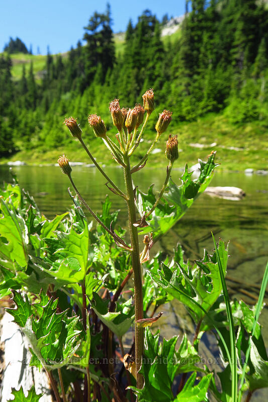 alpine coltsfoot (Petasites frigidus var. frigidus) [Putvin Trail, Olympic National Park, Mason County, Washington]