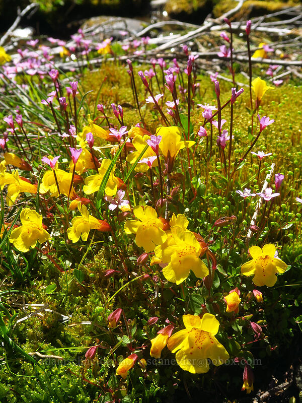 subalpine monkeyflower & willow-herb (Erythranthe caespitosa (Mimulus caespitosus), Epilobium sp.) [above Lake of the Angels, Olympic National Park, Mason County, Washington]