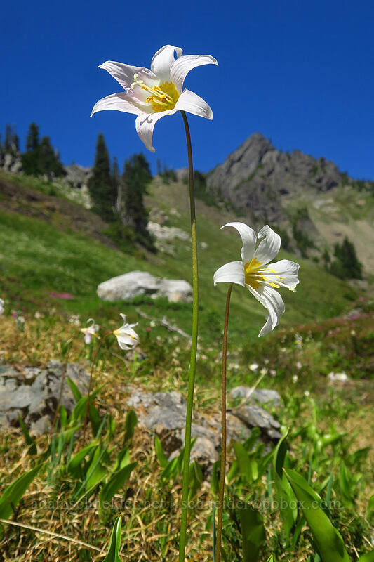 avalanche lilies (Erythronium montanum) [above Lake of the Angels, Olympic National Park, Mason County, Washington]