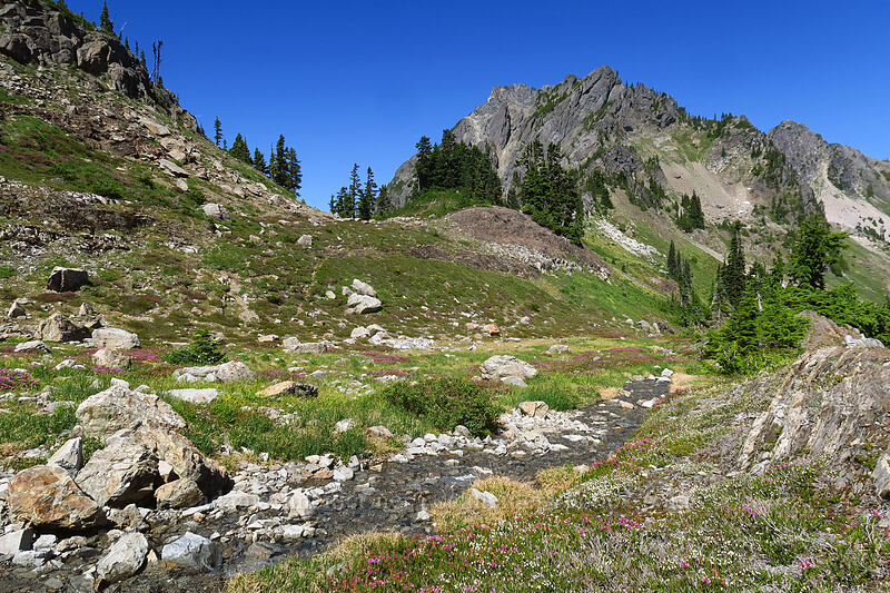 Mt. Stone & wildflowers [above Lake of the Angels, Olympic National Park, Mason County, Washington]