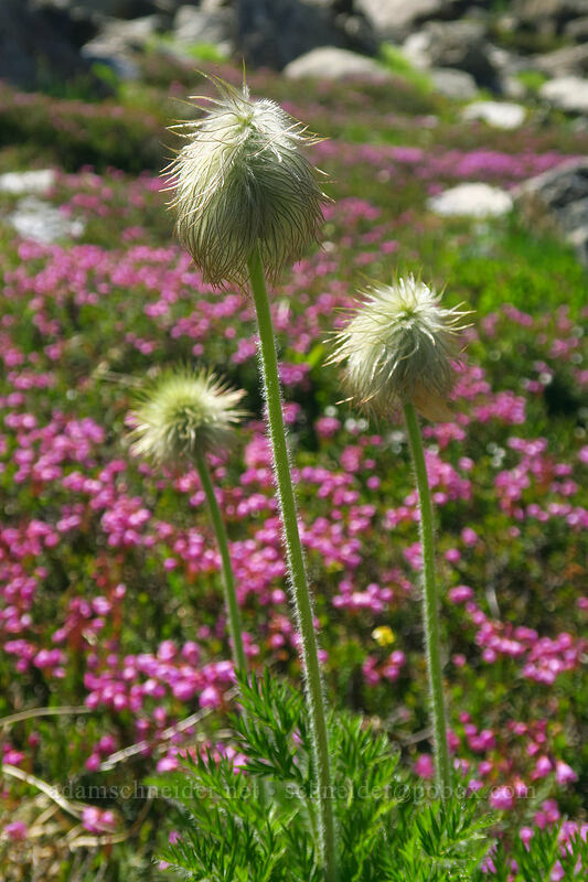 pasqueflower seed-heads & pink mountain heather (Anemone occidentalis (Pulsatilla occidentalis), Phyllodoce empetriformis) [above Lake of the Angels, Olympic National Park, Mason County, Washington]