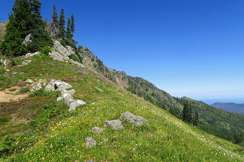 wildflowers [above Lake of the Angels, Olympic National Park, Mason County, Washington]
