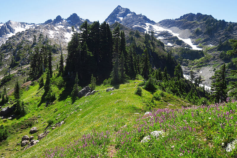 Mt. Skokomish & wildflowers [above Lake of the Angels, Olympic National Park, Mason County, Washington]