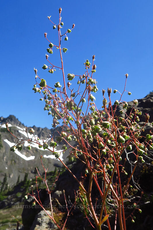 rusty saxifrage, going to seed (Micranthes ferruginea (Saxifraga ferruginea)) [above Lake of the Angels, Olympic National Park, Mason County, Washington]