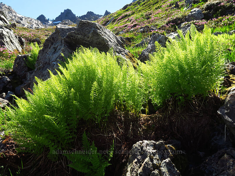 alpine lady ferns (Athyrium distentifolium var. americanum (Athyrium alpestre ssp. americanum)) [above Lake of the Angels, Olympic National Park, Mason County, Washington]