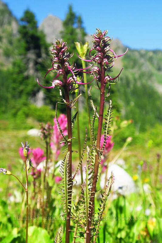 elephant's-head lousewort, just getting started (Pedicularis groenlandica) [above Lake of the Angels, Olympic National Park, Mason County, Washington]
